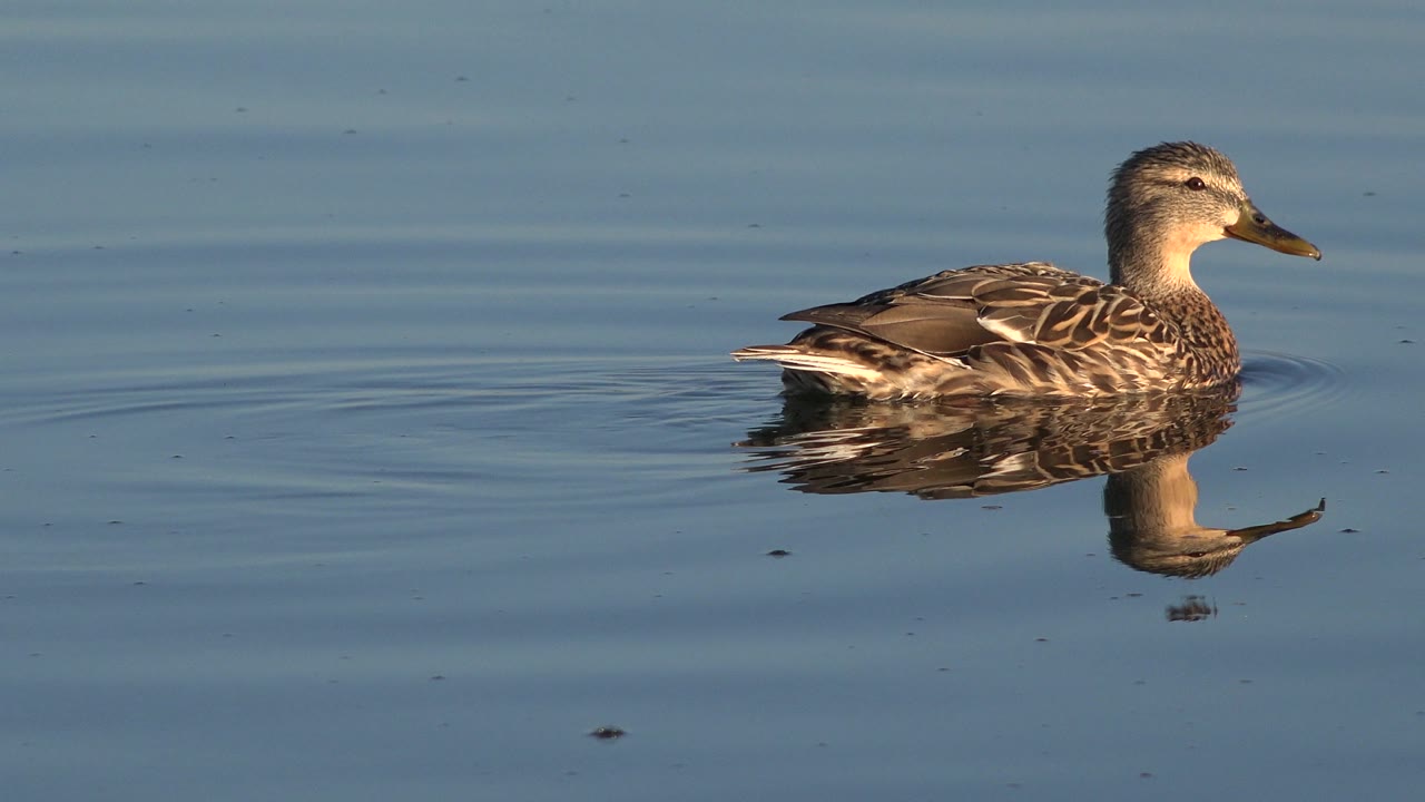 The duck glides slightly farther across the open blue water in Westminster, Colorado, with faint ripples trailing behind and no visible people.