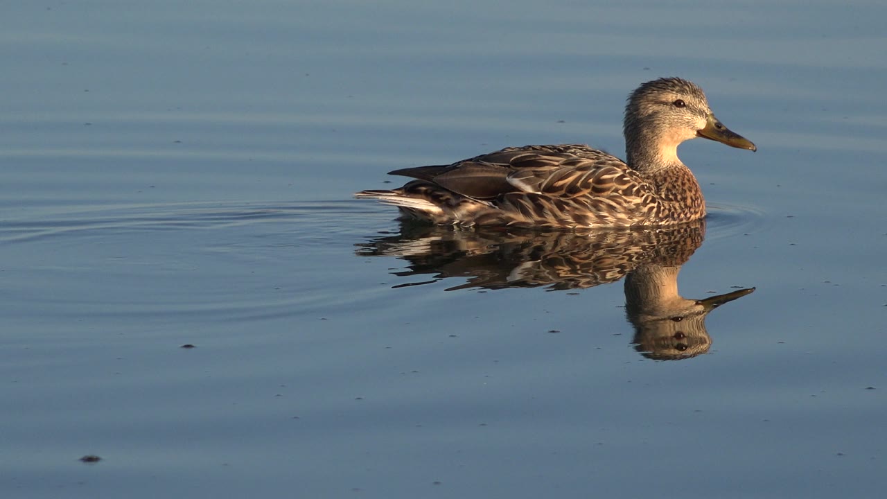 Duck near right side of frame with water reflection