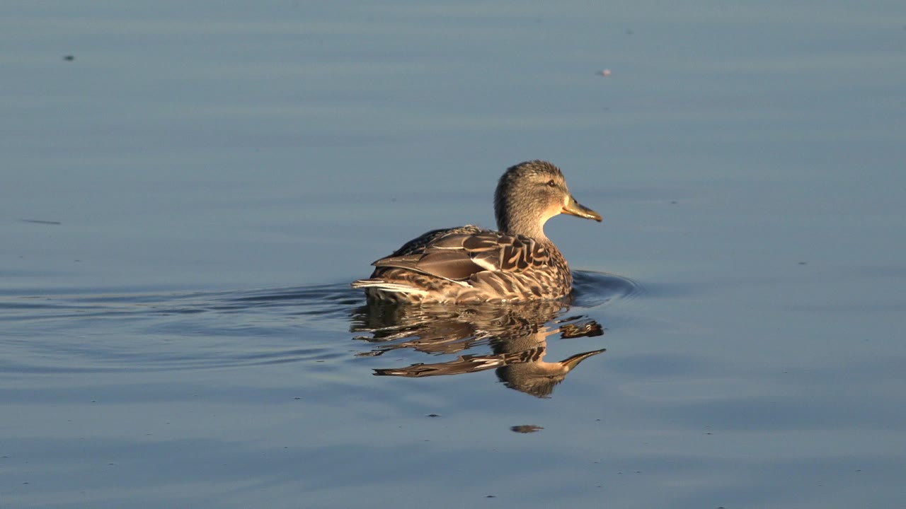 A brown duck swims left to right on blue water in Westminster, Colorado, with its reflection visible below and no visible people.