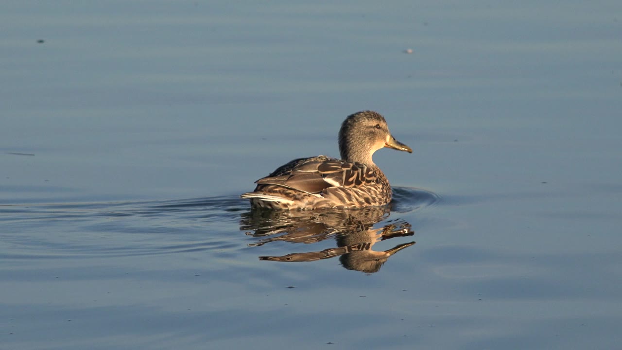A brown duck continues across the water in Westminster, Colorado, with warm light catching its head and patterned back and no visible people.