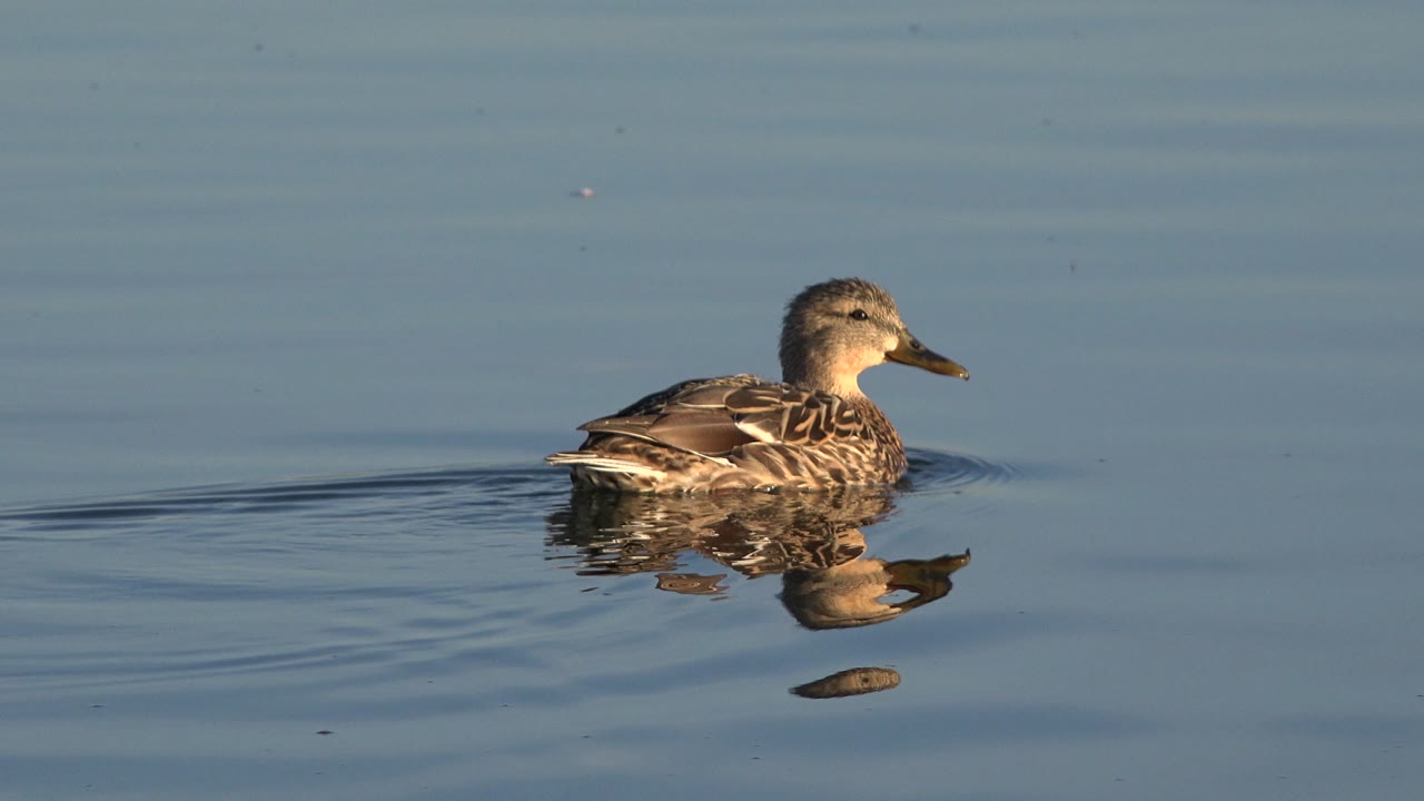 Duck swimming near the right side of the water frame.