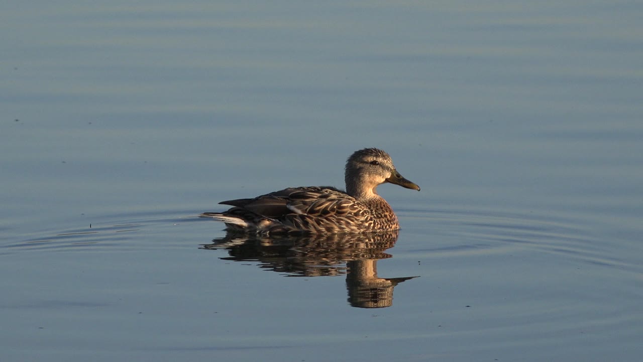 Brown duck in Westminster, Colorado swims left to right on calm blue water, with its reflection below and no visible people.