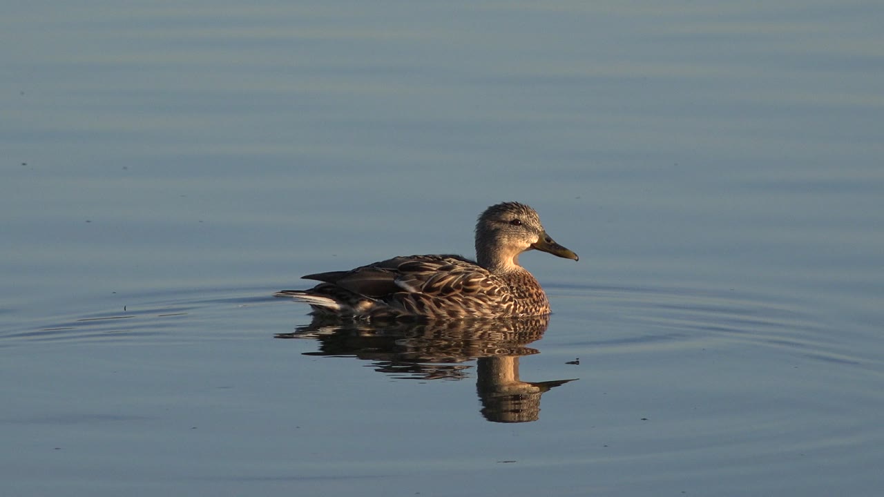 A brown duck in Westminster, Colorado glides across smooth blue water, slightly farther right in frame, with no visible people.