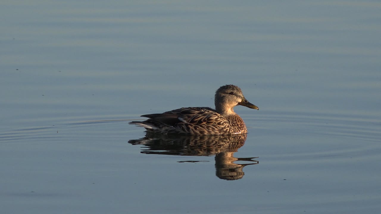 Side view of a duck on blue water in warm light.