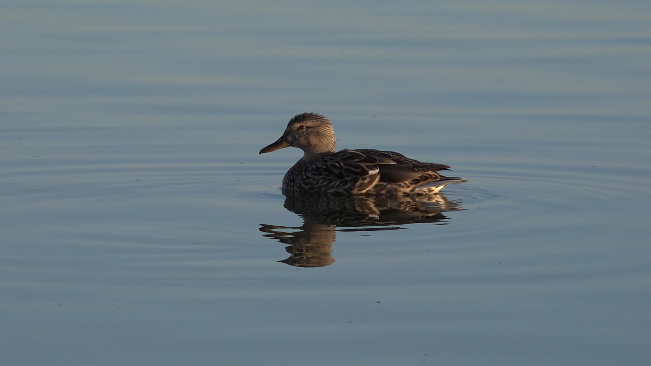 Brown duck on open lake water in Westminster, Colorado, with its reflection directly below and no visible people.