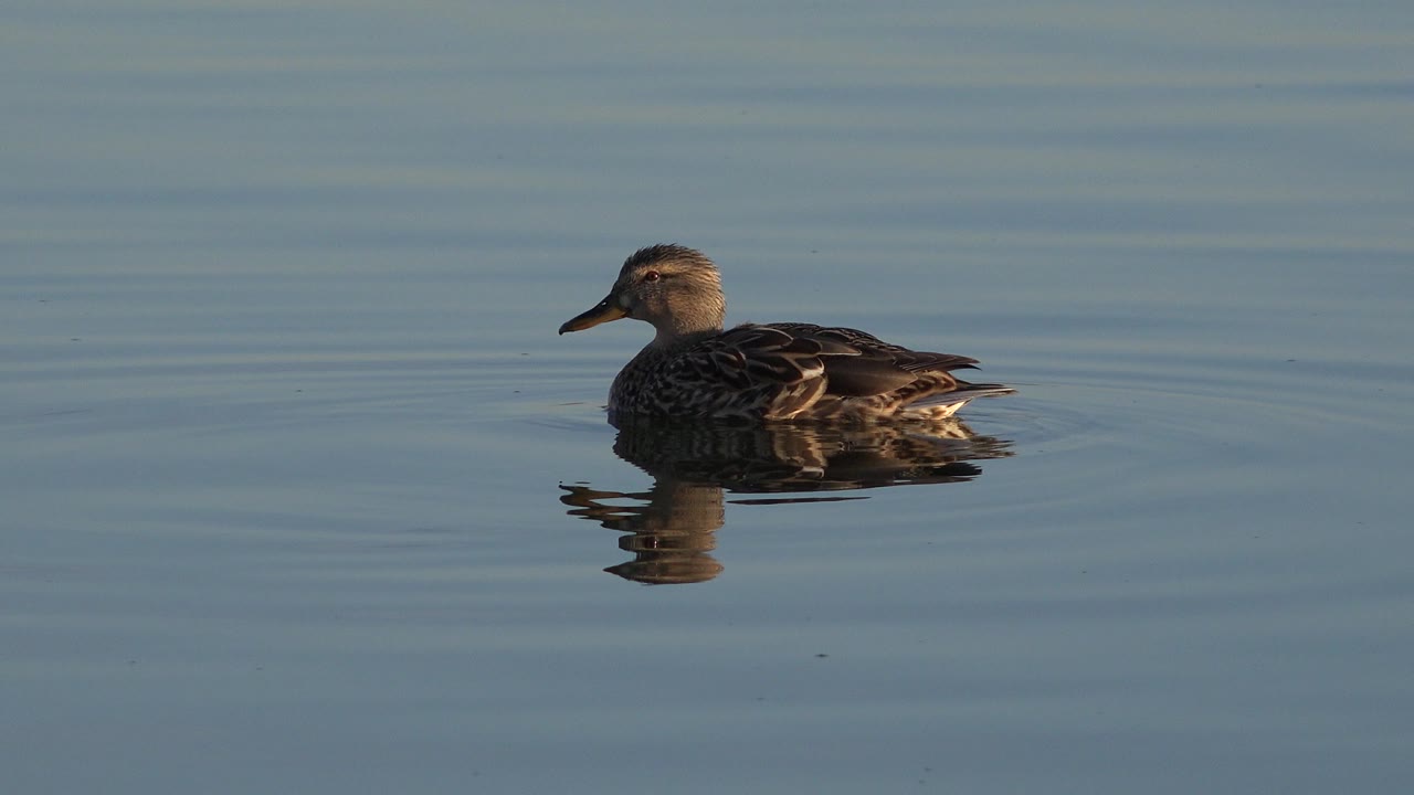 Duck gliding left across blue-green Westminster lake water, with a darker reflection and faint ripple rings behind it, no visible people.