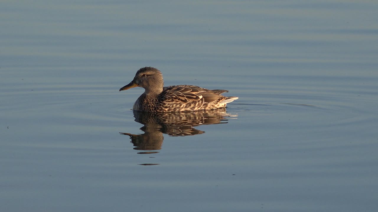Duck lit by warm light on quiet lake water.