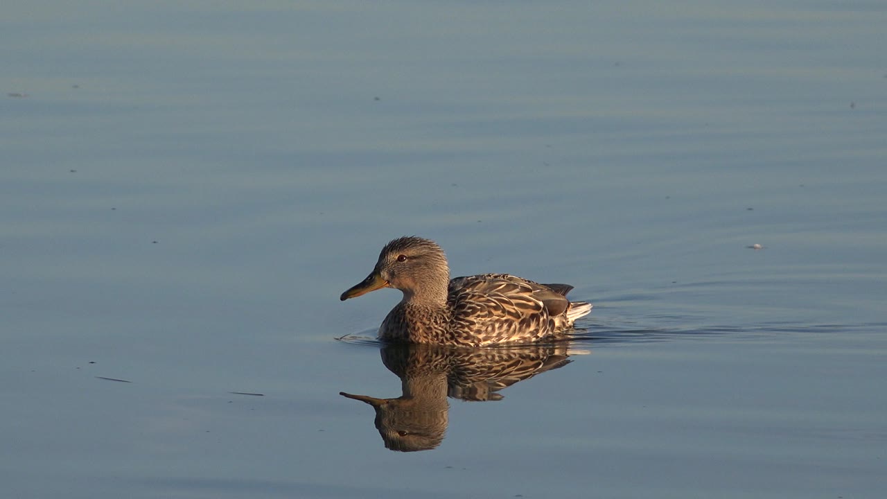 A brown duck floats left of center on smooth blue water in Westminster, Colorado, with a clear reflection beneath it and no visible people.