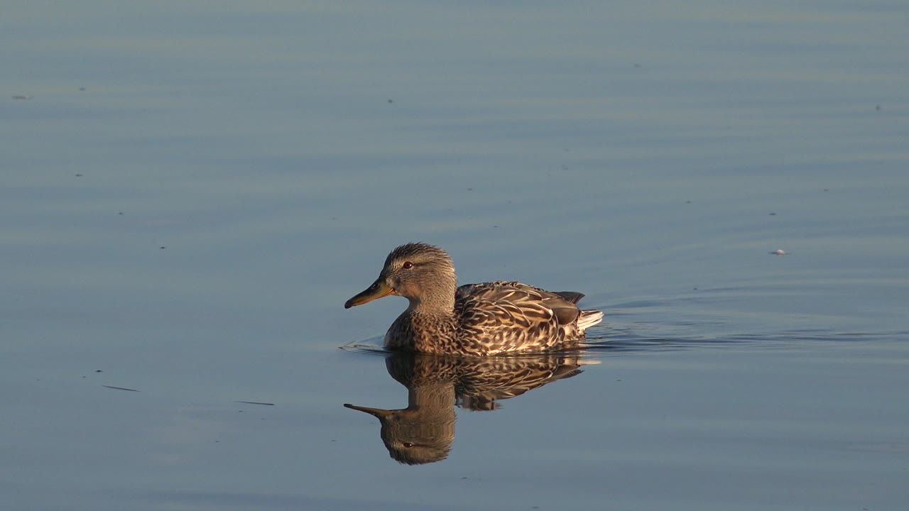 The duck remains in side profile on calm Westminster water, with warm light on its patterned feathers and a darker reflection under the body, no visible people.