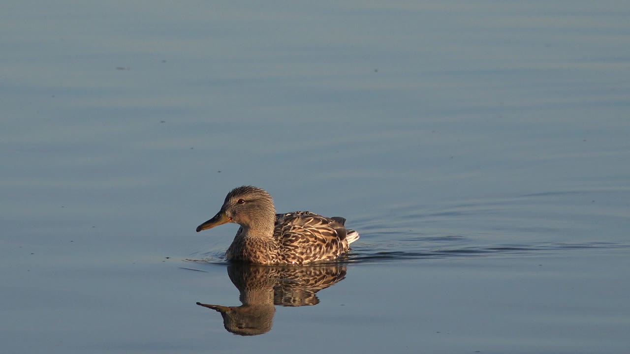 Duck near the right side of the frame leaving a narrow wake.