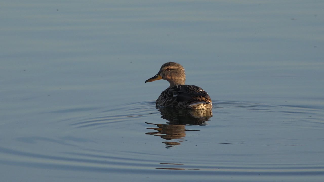 A gray-brown mallard floats left-facing on calm blue water in Westminster, Colorado, with a small reflection and no visible people.
