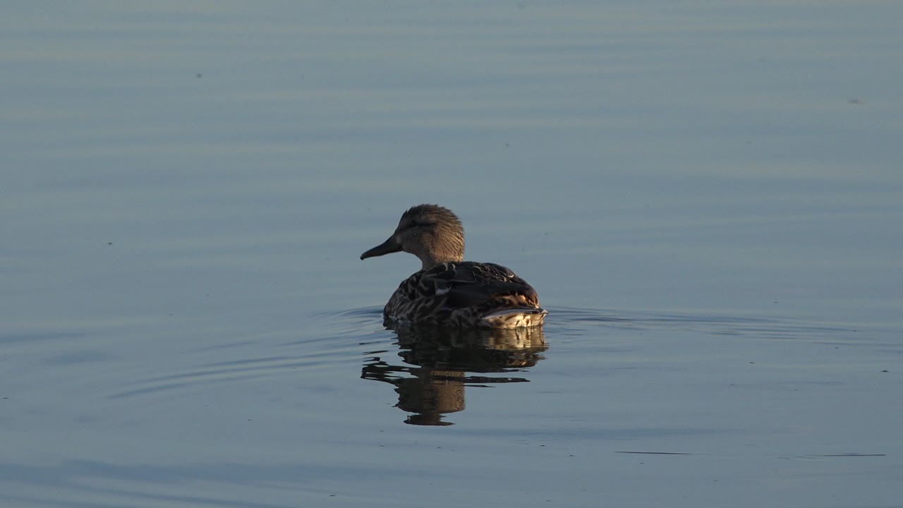 A lone mallard drifts farther right in frame on smooth water in Westminster, Colorado, with warm light catching the rear feathers and no visible people.