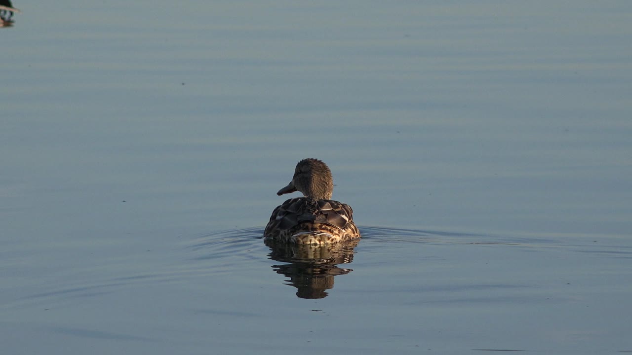 The duck is viewed from behind on calm blue water in Westminster, Colorado, with ripples trailing outward and no visible people.