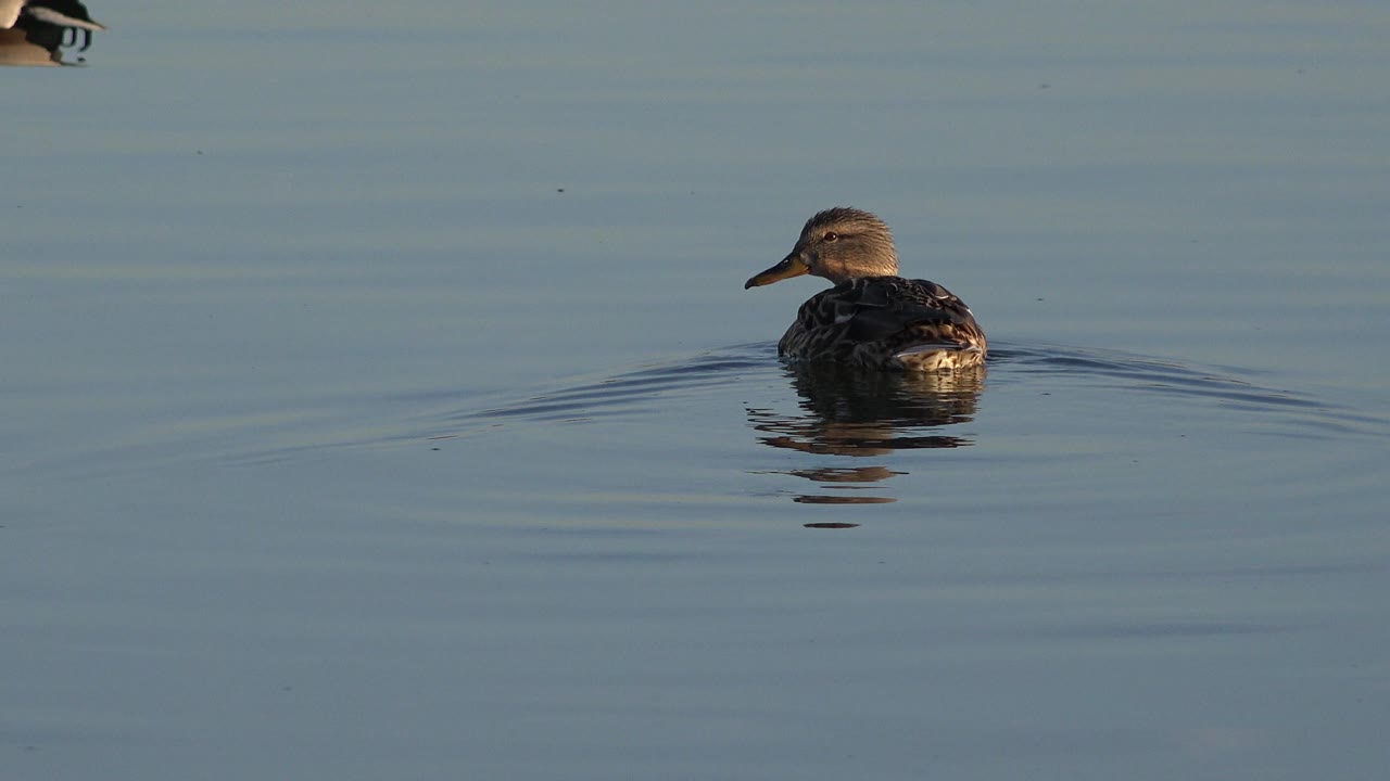 A brown duck floats in open blue lake water in Westminster, Colorado, with a partial bird at the top edge and no visible people.