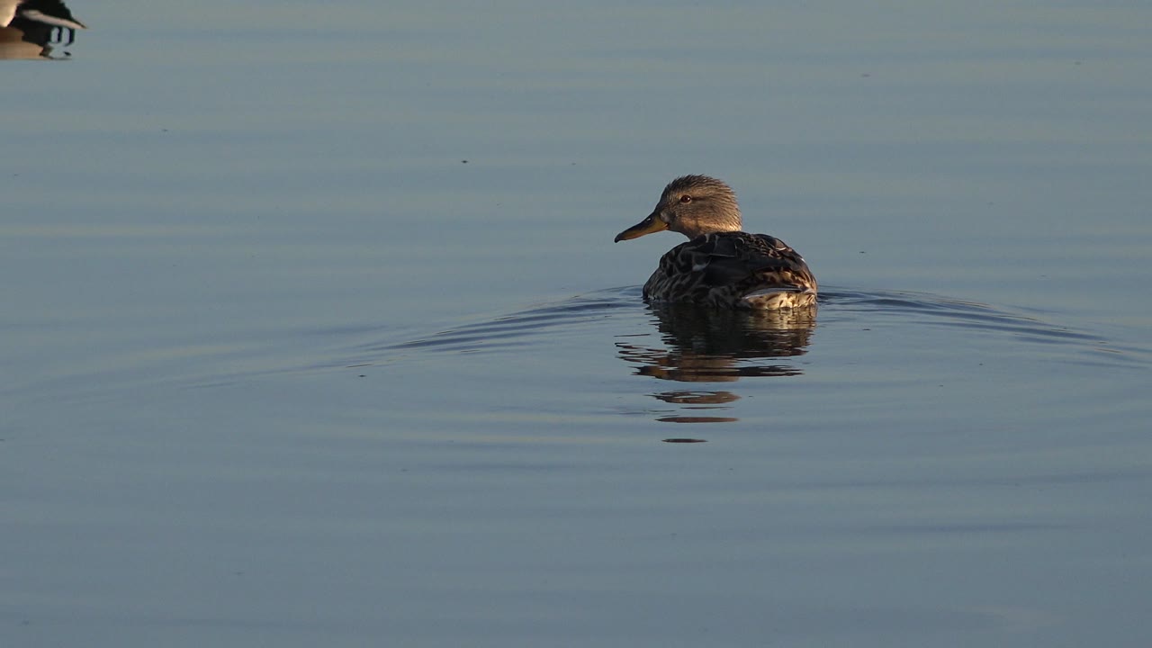 The duck remains in open lake water in Westminster, Colorado, with its body angled left, faint ripples spreading behind it, and no visible people.