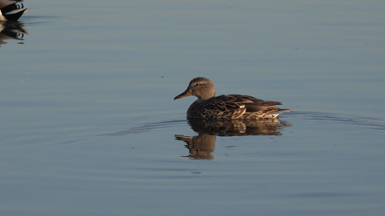 Duck on the right side of open lake water.