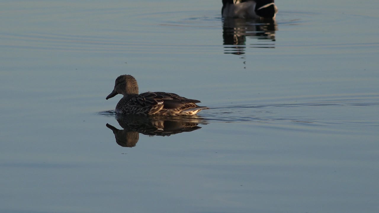 A brown duck swims left across calm blue-gray water in Westminster, Colorado, with a partial reflection below it and no visible people.