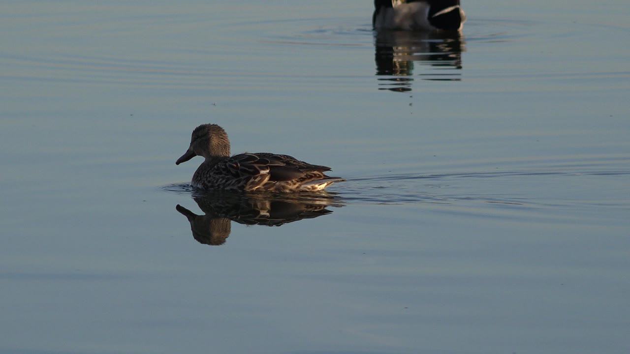 The duck remains near the left side of the frame on calm Westminster water, with soft ripples spreading behind its body and no visible people.