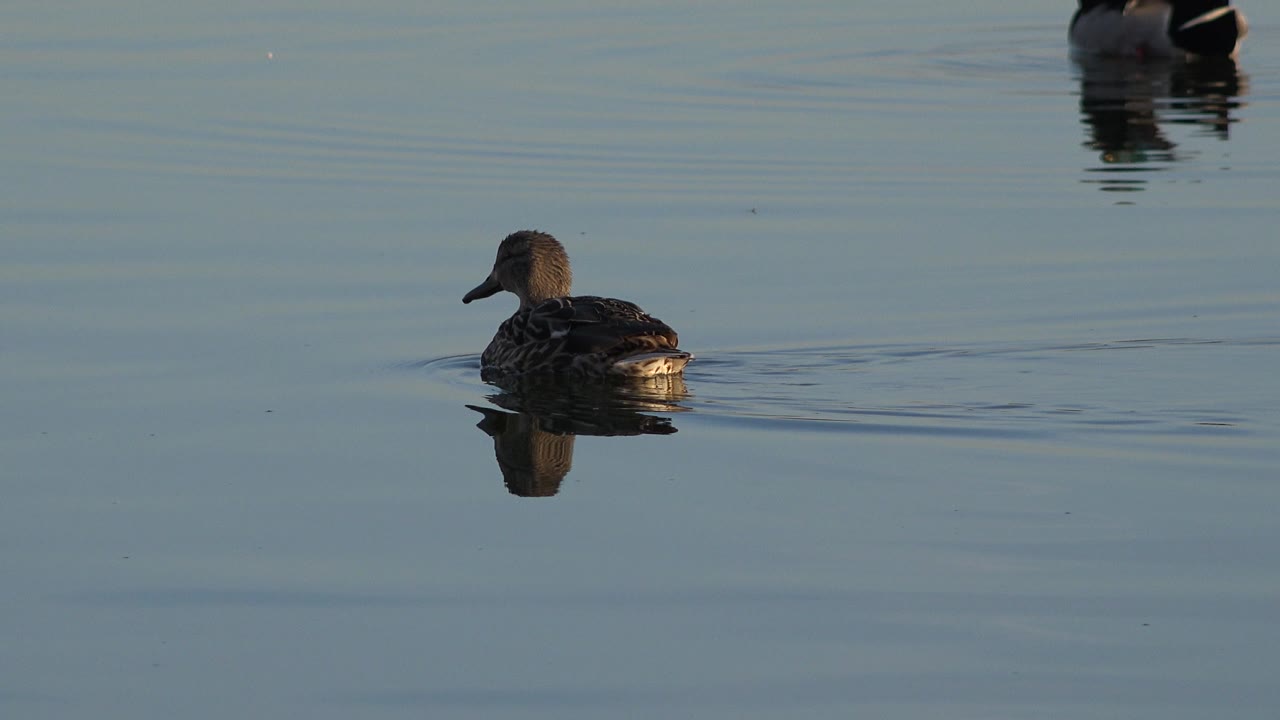 Duck farther right on still water with a small wake.
