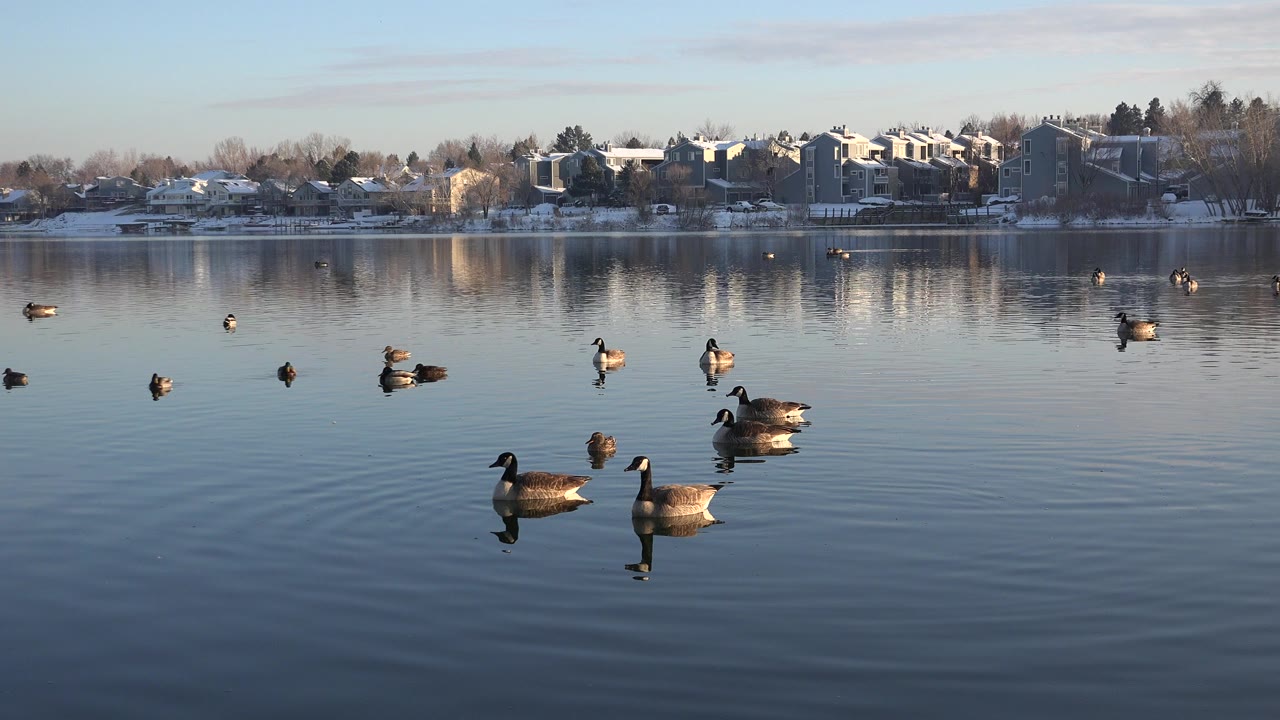 Geese spread across calm lake water with snowy homes in the distance.