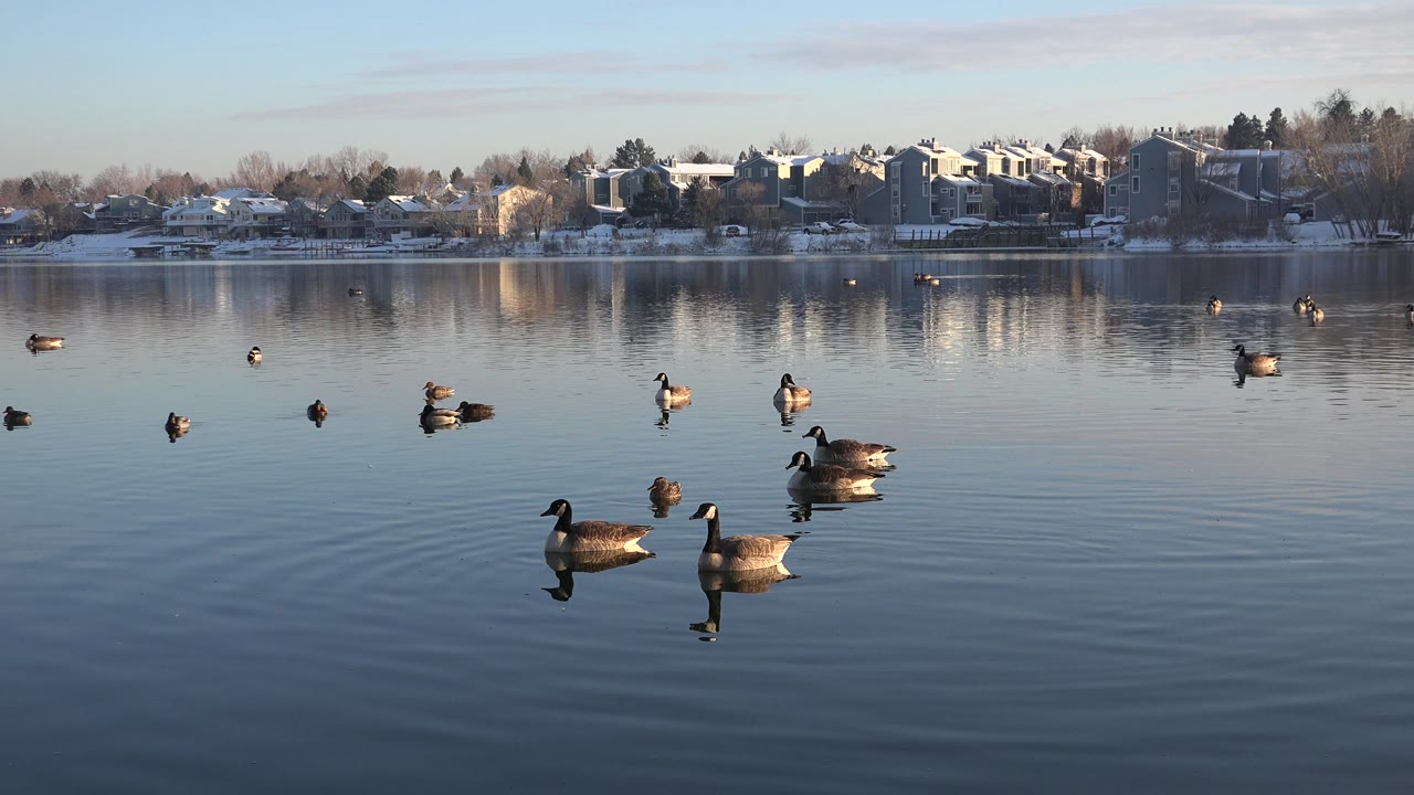 At 0:01, several geese sit across the blue lake surface in Westminster, Colorado, with a pair near the foreground and no visible people.