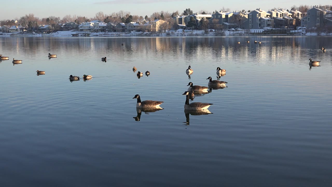 Ducks and geese floating on a calm lake with snowy homes across the water.