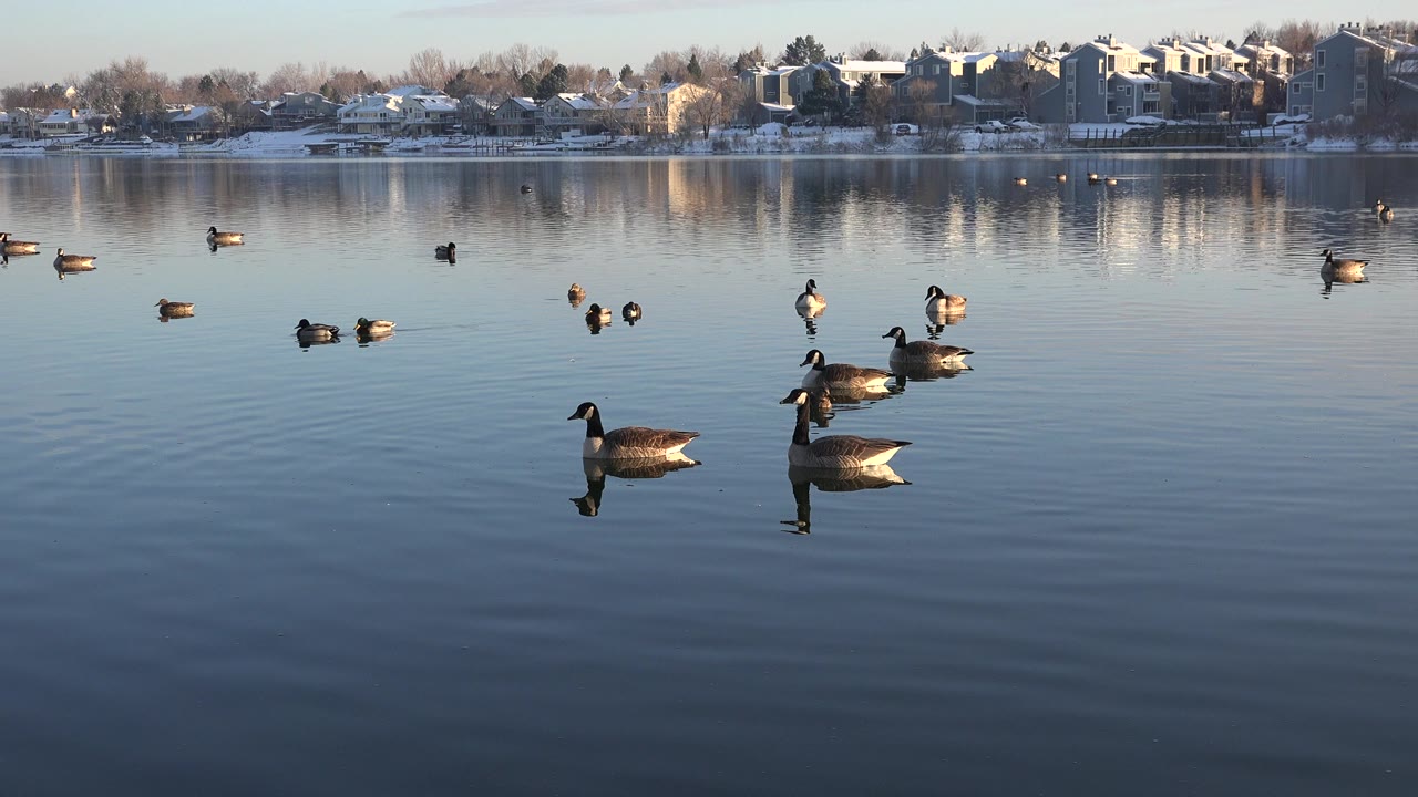 Several ducks and Canada geese are spaced across blue water in Westminster, Colorado, while the snowy far shoreline reflects in the lake and no people are visible.
