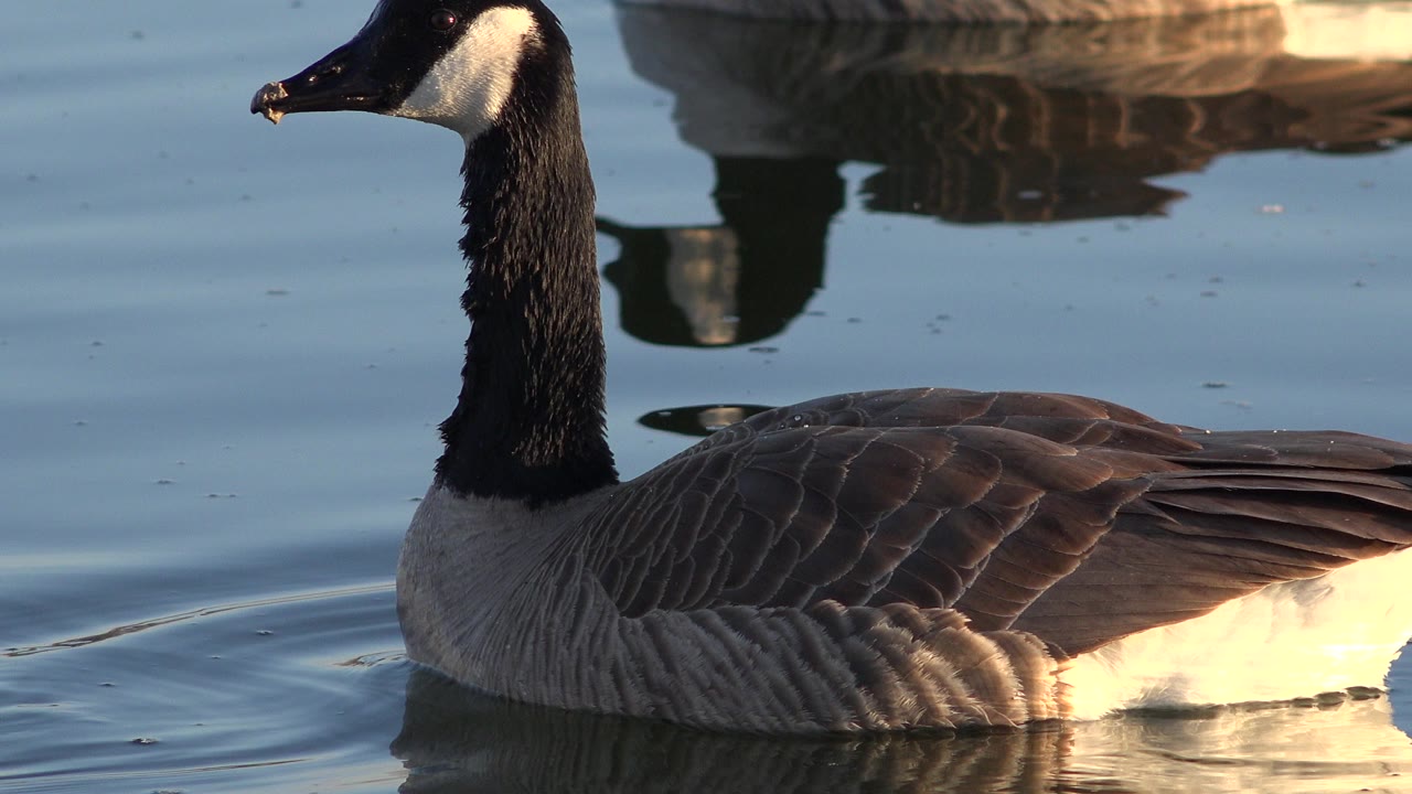 A Canada goose fills the left side of the frame on blue water in Westminster, Colorado, with a second goose and reflection behind it and no visible people.