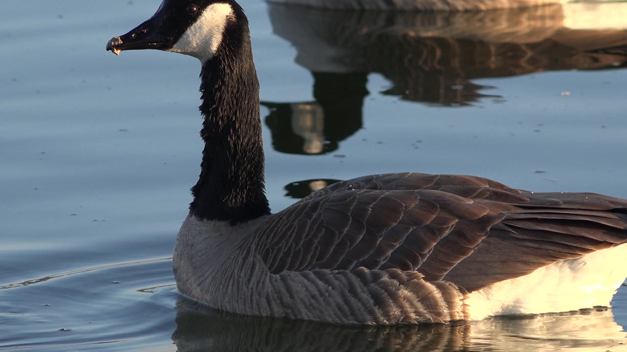 The foreground Canada goose remains in profile on rippled water, while a background goose reflection sits near the top of the Westminster, Colorado frame with no visible people.