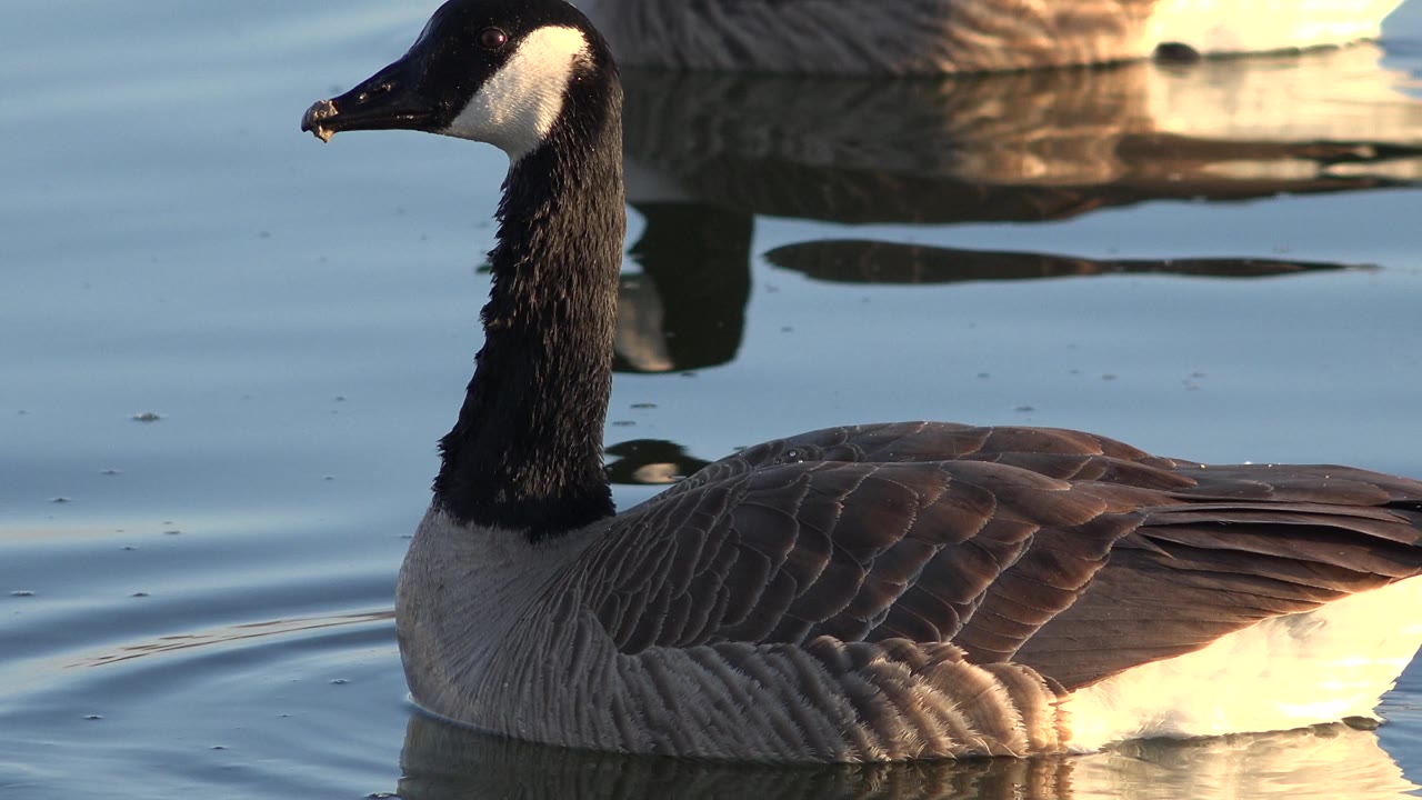 Canada goose closer to the right side of frame with water ripples behind it.