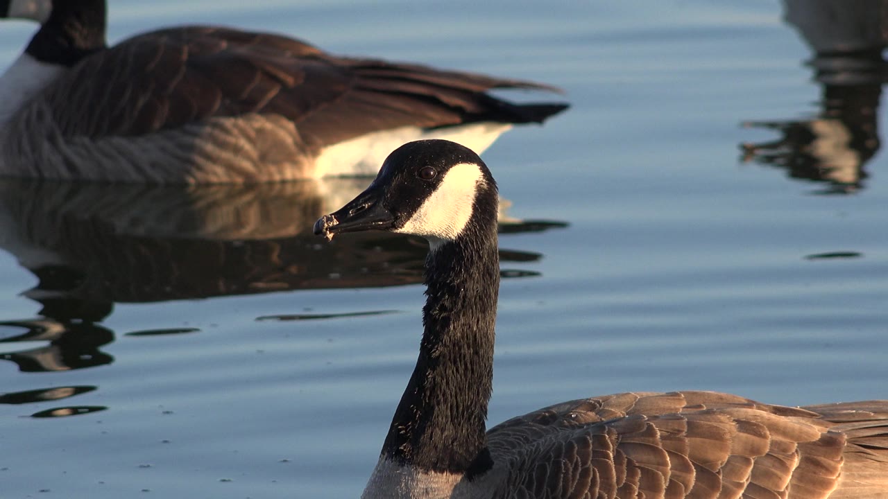 Canada goose in Westminster, Colorado floats close to camera on blue rippled water, with another goose partly visible behind it and no visible people.
