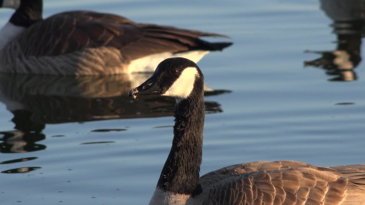 A Canada goose in Westminster, Colorado holds a side profile near the lower frame while a background goose and dark reflections sit on the water, with no visible people.