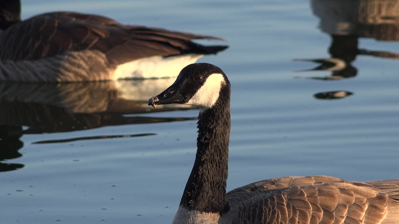 Canada goose side profile with its brown back lit against smooth blue water.