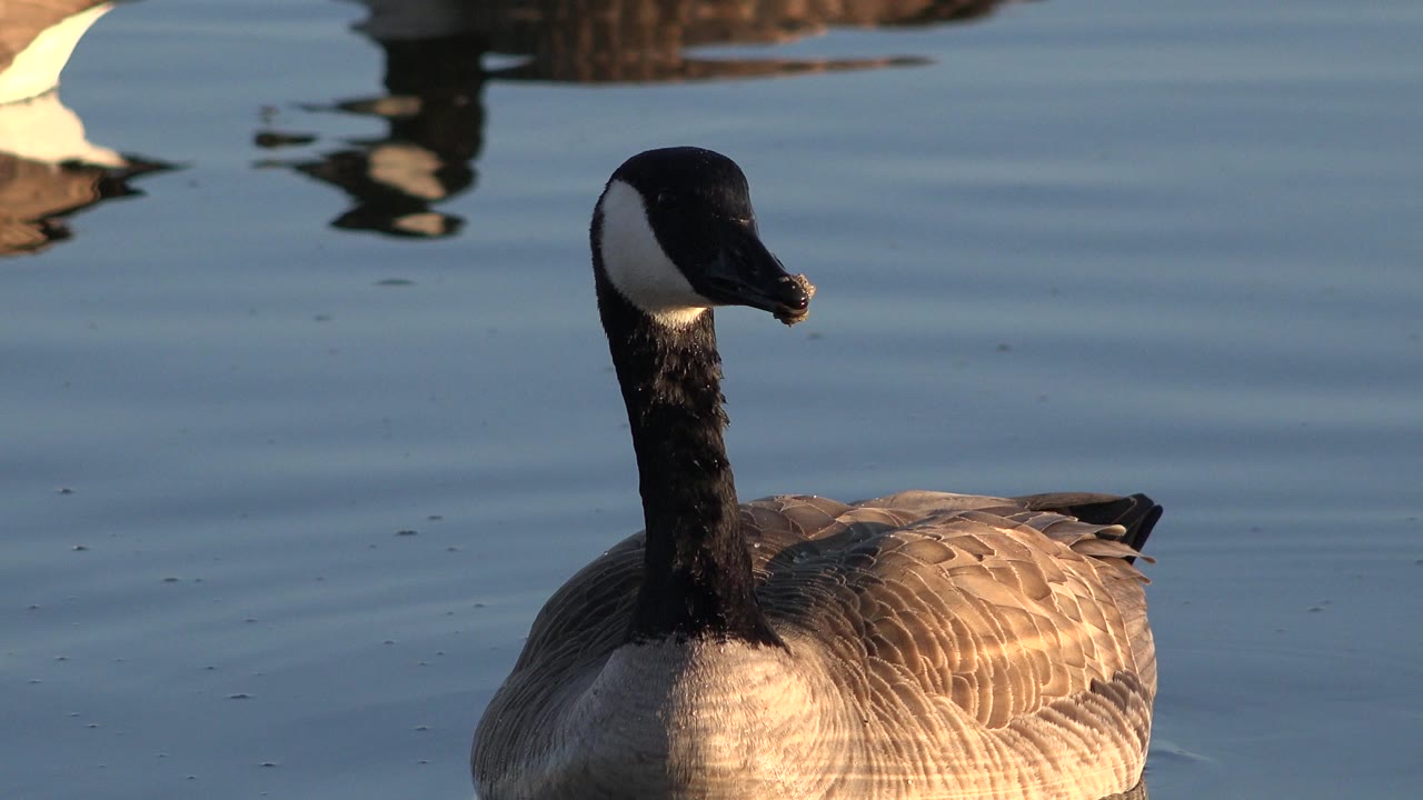 A close Canada goose floats on blue water in Westminster, Colorado, with warm light on its brown feathers and no visible people.