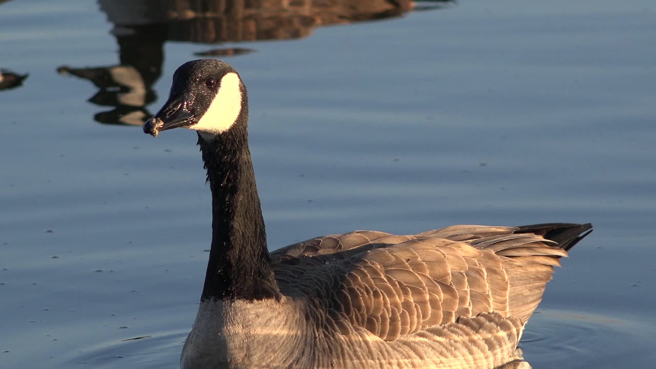Goose turned slightly right with sunlit feathers and water reflections.