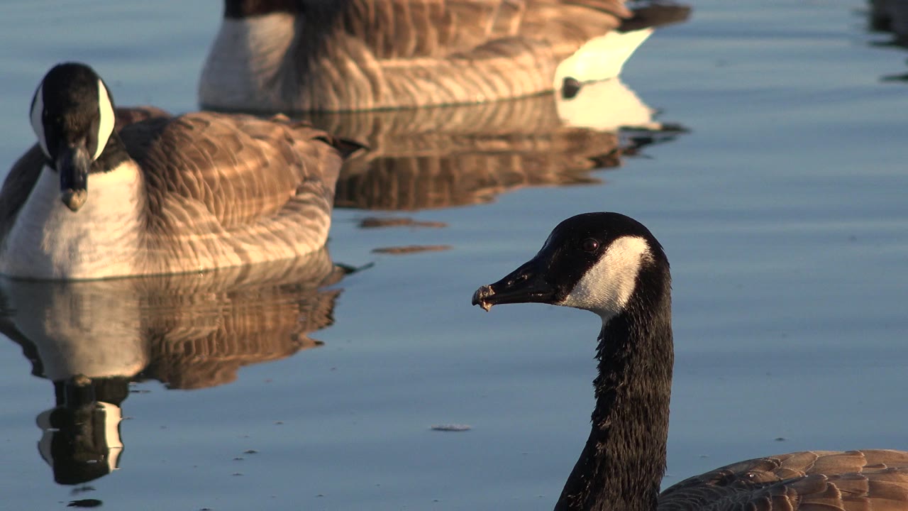 Several Canada geese float on calm blue water in Westminster, Colorado, with a cropped goose head in the foreground and no visible people.