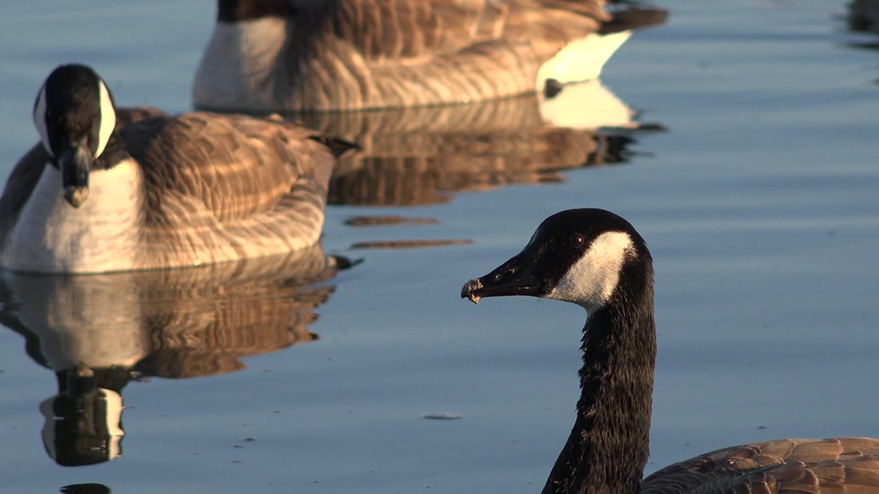 Canada geese drift on reflective water in Westminster, Colorado, with one dark neck and head rising near the lower right and no visible people.