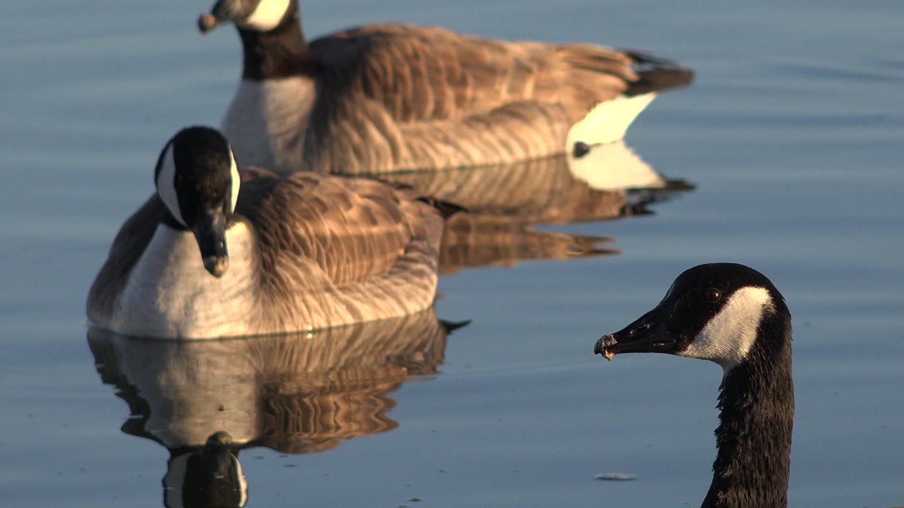 Three Canada geese spaced across smooth water.