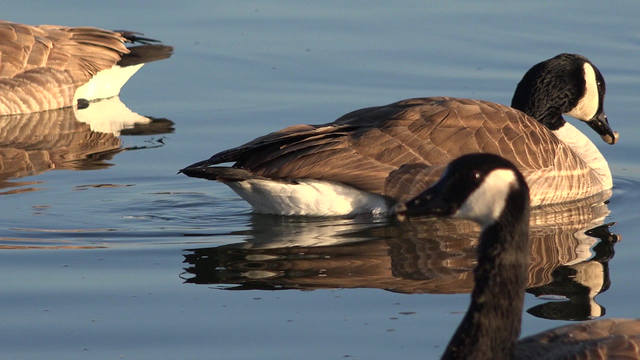 Canada geese swim on calm blue water in Westminster, Colorado, with a foreground bird partly cropped and no visible people.