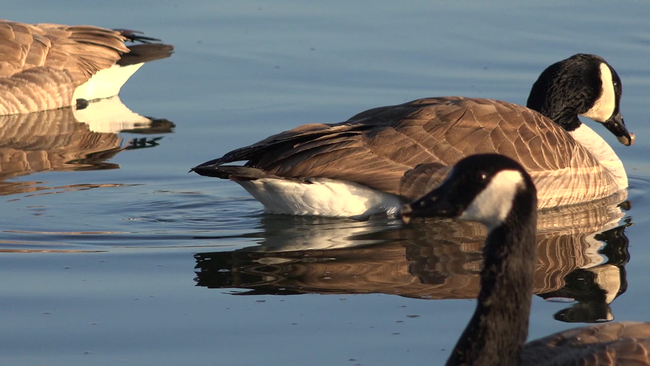 Two Canada geese float across sunlit water in Westminster, Colorado, with a cropped goose at the upper left and no visible people.