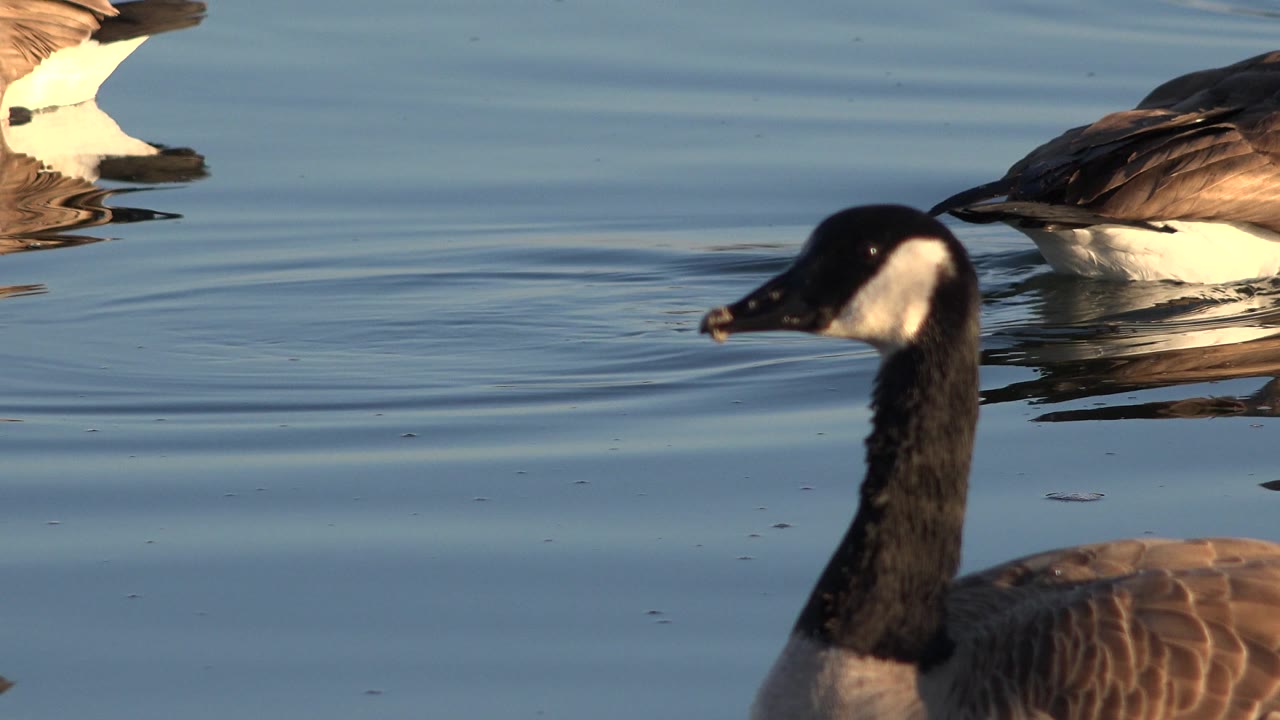 Close goose head and neck in the foreground with other geese on the water.
