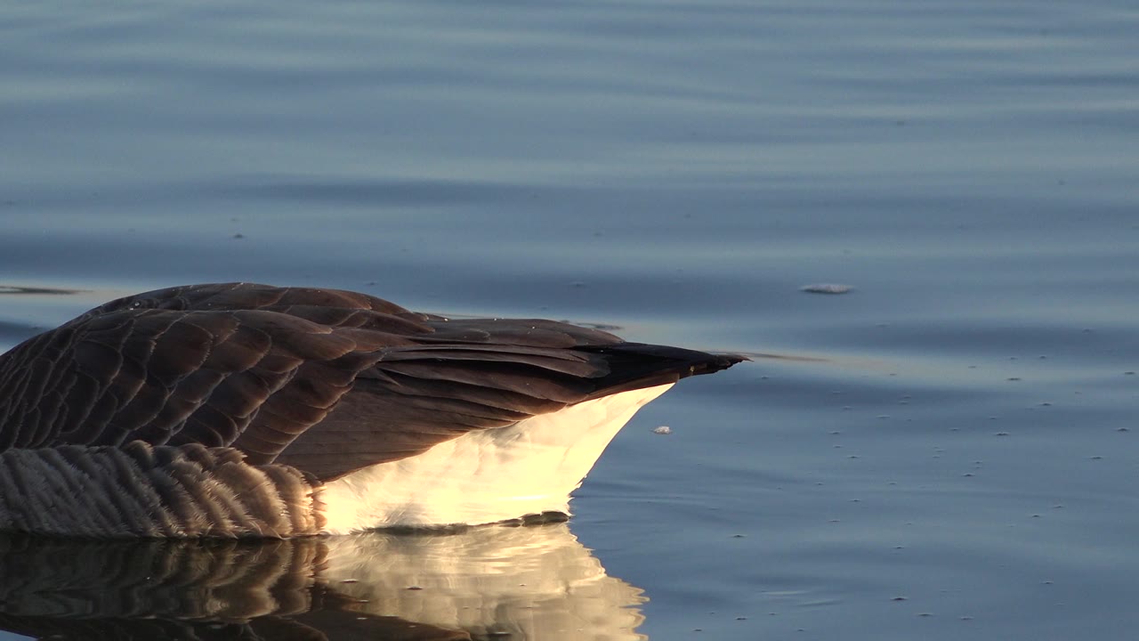 Close cropped view of a duck or waterfowl resting on blue water in Westminster, Colorado, with warm light on its side and no visible people.