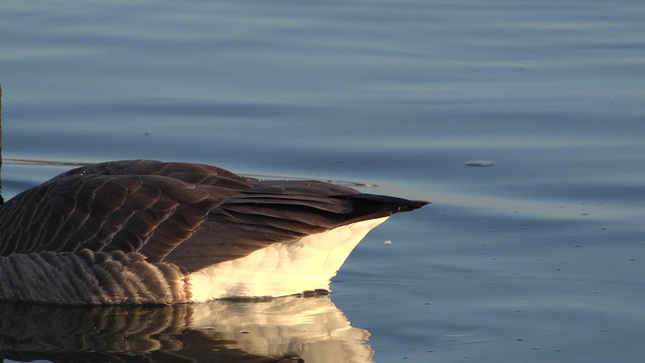 A cropped side section of the floating bird fills the Westminster, Colorado frame, with blue ripples and a soft reflection below, no visible people.