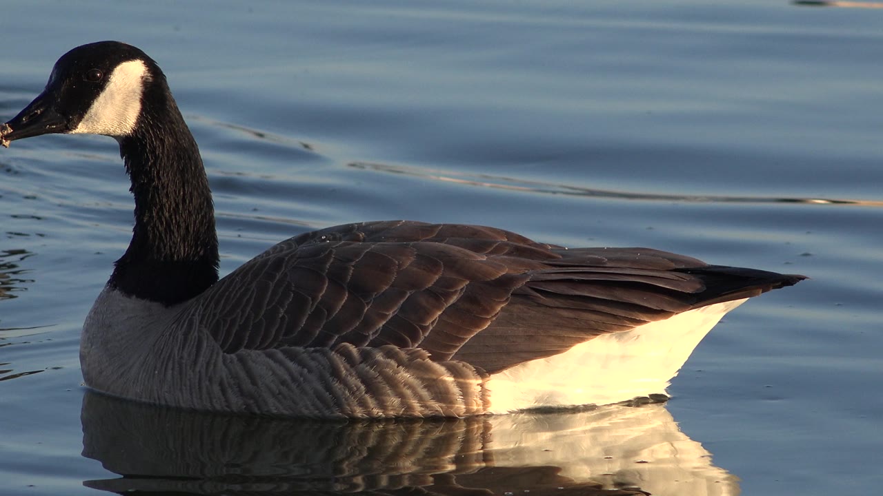 Waterfowl in profile floating on calm blue water.