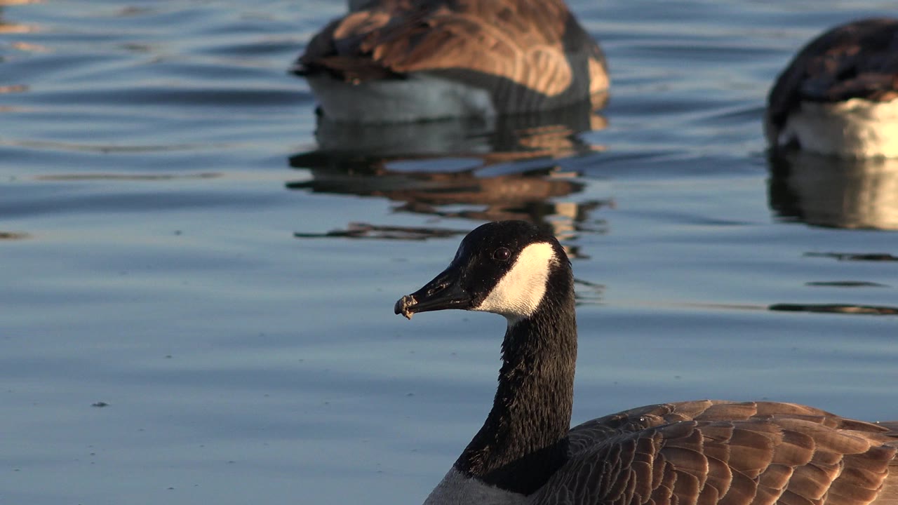 A Canada goose fills the lower right of the frame on rippled water in Westminster, Colorado, with two softer geese in the background and no visible people.