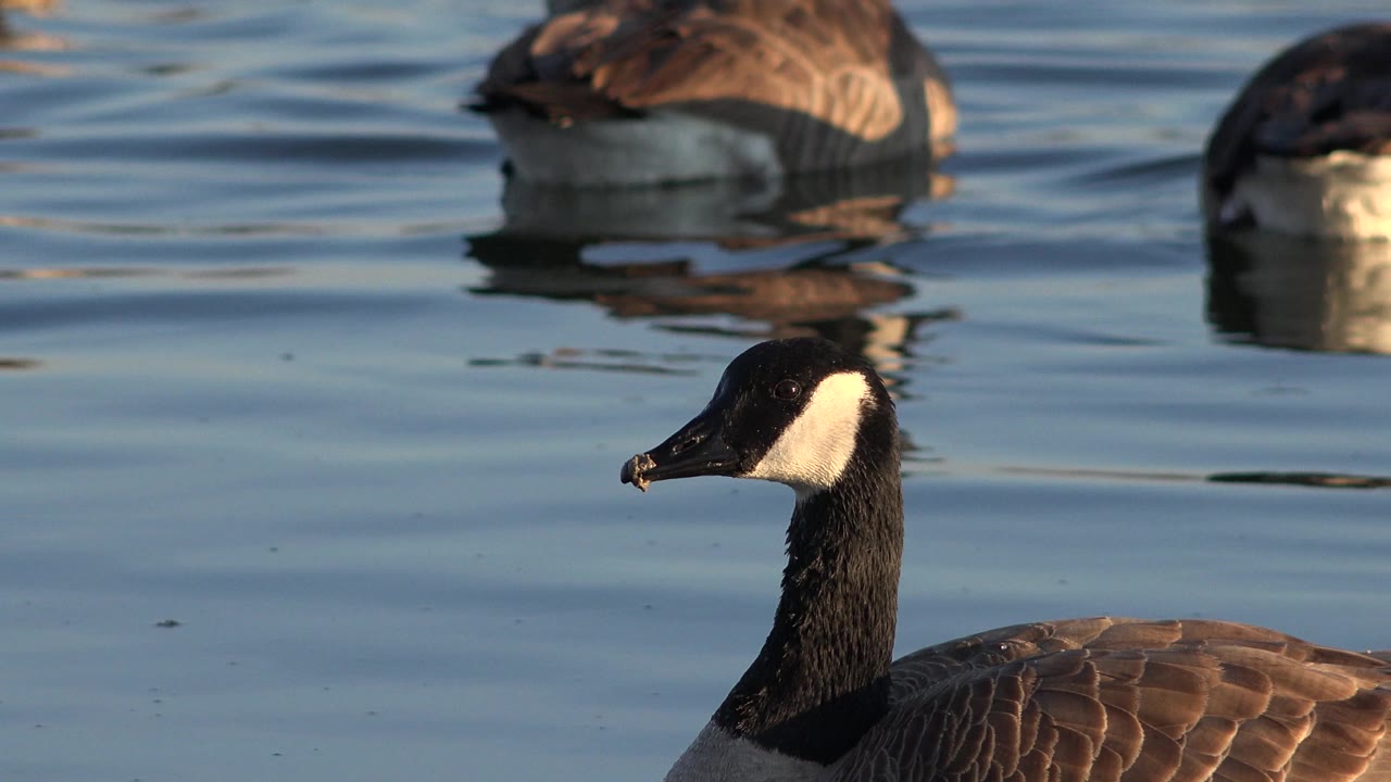 A Canada goose sits in profile near the lower center of the frame in Westminster, Colorado, while background geese drift across blue water with no visible people.