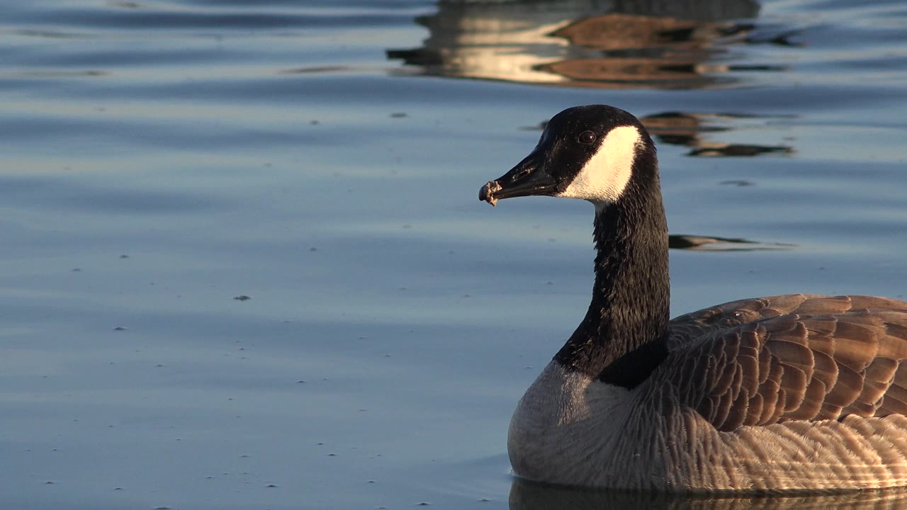 Canada goose near the right edge on sunlit water.