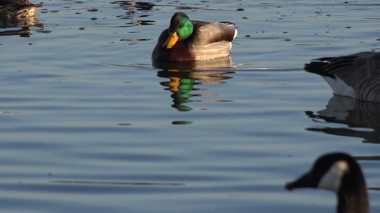 Mallard and geese floating on rippled blue water