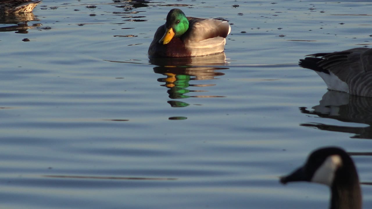 At 0:01 in Westminster, Colorado, the mallard remains near the upper frame while geese drift through the water, with reflected color beneath the birds and no visible people.