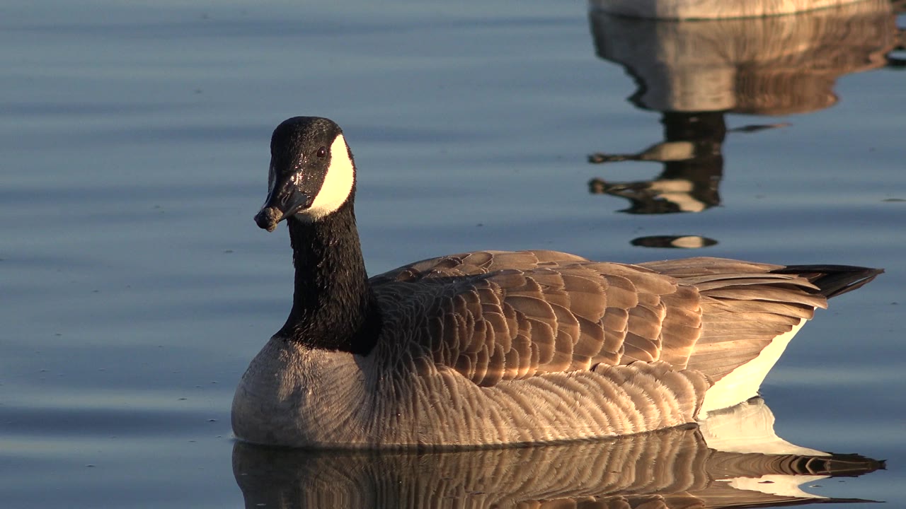 A duck-like waterfowl floats left of center on calm water in Westminster, Colorado, with warm light on its brown feathers, a dark neck, a white cheek patch, and no visible people.